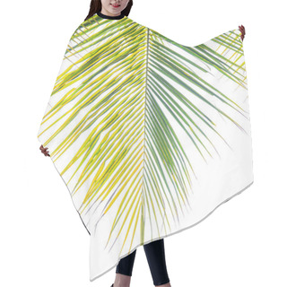 Personality  Coconut Leaves On White Background Hair Cutting Cape
