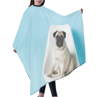 Personality  Fawn Pug Looking At Camera While Sitting On White Chair On Blue Background With Copy Space Hair Cutting Cape