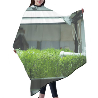 Personality  Urban Microgreen Farm. Eco-friendly Small Business. Baby Leaves, Phytolamp Hair Cutting Cape