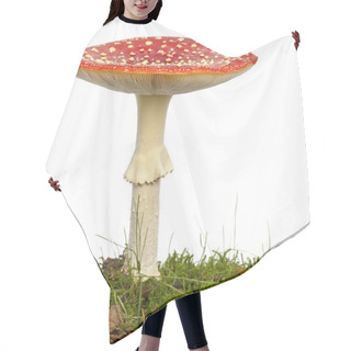 Personality  Fly Agaric Or Fly Amanita Mushroom, Amanita Muscaria, In Front O Hair Cutting Cape