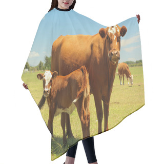 Personality  Mother Cow & Calf Hair Cutting Cape