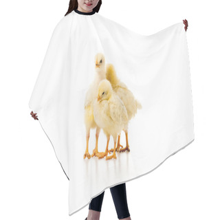 Personality  Three Adorable Little Chickens Isolated On White Hair Cutting Cape