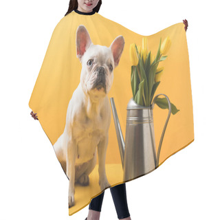 Personality  Funny French Bulldog Sitting Near Watering Can With Yellow Tulips On Yellow Hair Cutting Cape