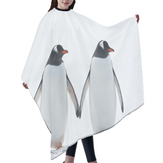 Personality  Two Penguins Gentoo. Hair Cutting Cape