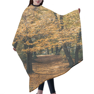 Personality  Golden Leaves On Tree Twigs In Autumn Forest  Hair Cutting Cape