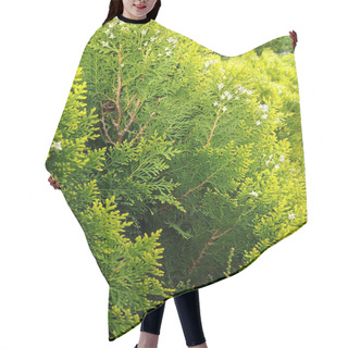 Personality  A Dense, Textured Backdrop Of Thuja Tree Branches With Their Signature Scale-like Green Foliage, Creating A Lush Evergreen Tapestry Of Intricate Patterns And Natural Beauty. Hair Cutting Cape