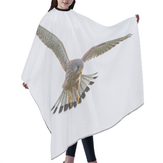 Personality  European Common Kestrel  Hair Cutting Cape