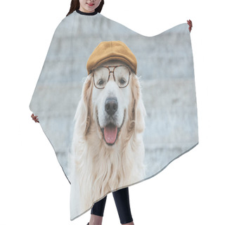 Personality  Cute Golden Retriever Dog In Cap And Eyeglasses Looking At Camera Hair Cutting Cape