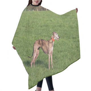 Personality  Beautiful Whippet Is Standing In The Park Hair Cutting Cape