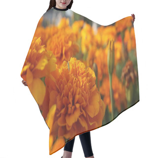 Personality  Marigold Flowers With Green Leaves In Bright Sunlight Hair Cutting Cape
