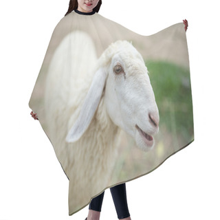 Personality  Face Of A White Lamb Looking At You Hair Cutting Cape