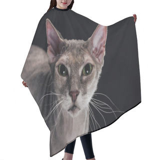 Personality  Domestic Grey Sphynx Cat Looking At Camera Isolated On Black Hair Cutting Cape