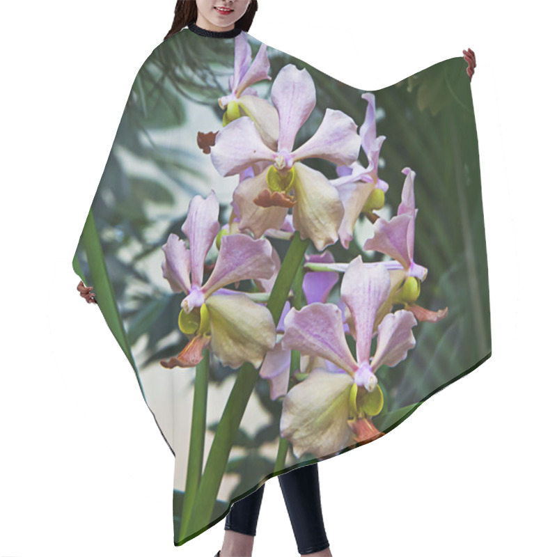 Personality  Tropical Cattleya Orchid Flowers Hair Cutting Cape