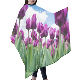 Personality  Selective Focus Of Colorful Purple Tulips Against Blue Sky And Clouds Hair Cutting Cape