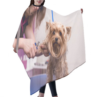 Personality  Groomer Grooming Yorkshire Terrier  Hair Cutting Cape