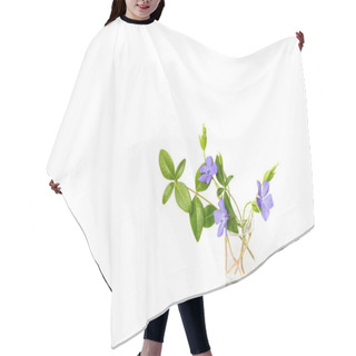 Personality  Periwinkle Flower On A White Isolated Background. Close-up. Brig Hair Cutting Cape