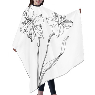 Personality  Vector Narcissus Flowers Illustration Isolated On White. Black And White Engraved Ink Art.  Hair Cutting Cape