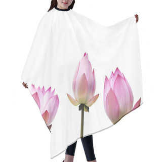 Personality  Pink Lotus Flower Isolated On White Background. Hair Cutting Cape