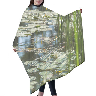 Personality  White Water Lily In A Pond. Nymphaea Alba. Beautiful White Water Lily And Tropical Climates. Water Lily Background. A Living Embodiment Of The Fantasy Of Nature. Hair Cutting Cape