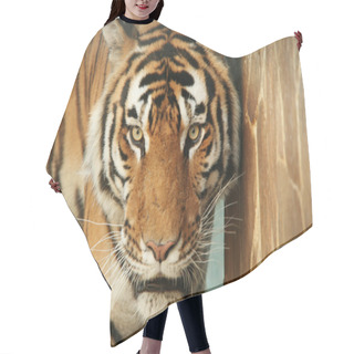 Personality  Tiger Hair Cutting Cape