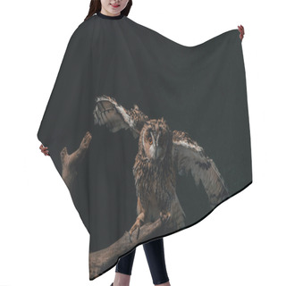 Personality  Wild Owl Flying Off In Dark On Wooden Branch Isolated On Black Hair Cutting Cape