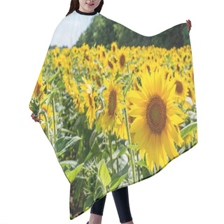 Personality  Blooming Sunflowers On Field In Bright Sunlight Hair Cutting Cape