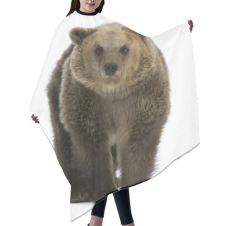 Personality  Female Brown Bear, 8 Years Old, Walking Against White Background Hair Cutting Cape