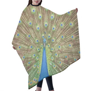 Personality  Portrait And Close Up Of Peacock Hair Cutting Cape