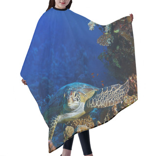 Personality  Red Sea Diving Big Sea Turtle Sitting Between Corals Hair Cutting Cape
