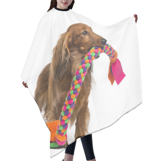 Personality  Dachshund, 4 Years Old, Holding A Dog Toy In Its Mouth Against White Background Hair Cutting Cape