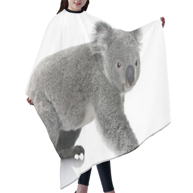 Personality  Young Koala, Phascolarctos Cinereus, 14 Months Old, In Front Of White Background Hair Cutting Cape