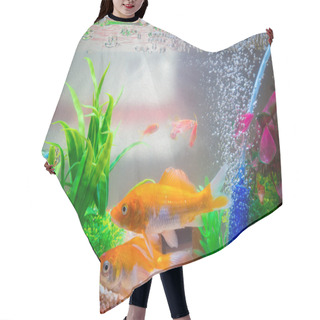 Personality  Little Fish In Fish Tank Or Aquarium, Gold Fish, Guppy And Red F Hair Cutting Cape