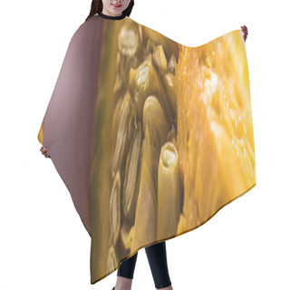 Personality  Panoramic Shot Of Ripe Pumpkin Piece With Seeds Hair Cutting Cape