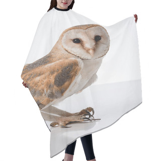 Personality  Beautiful Wild Barn Owl Isolated On White With Copy Space Hair Cutting Cape