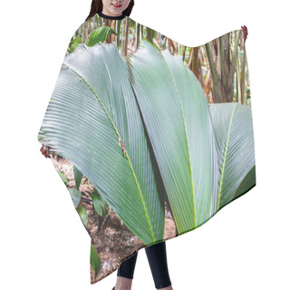 Personality  Lantannyen Fey (Phoenicophorium Borsigianum, Latanier Palm) Palm Leaves, Endemic Seychelles Species, In Vallee De Mai Nature Reserve, Praslin, Seychelles. Hair Cutting Cape