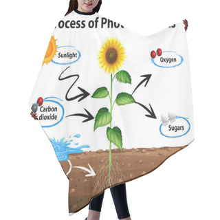 Personality  Diagram Showing Sunflower And Process Of Photosynthesis Hair Cutting Cape