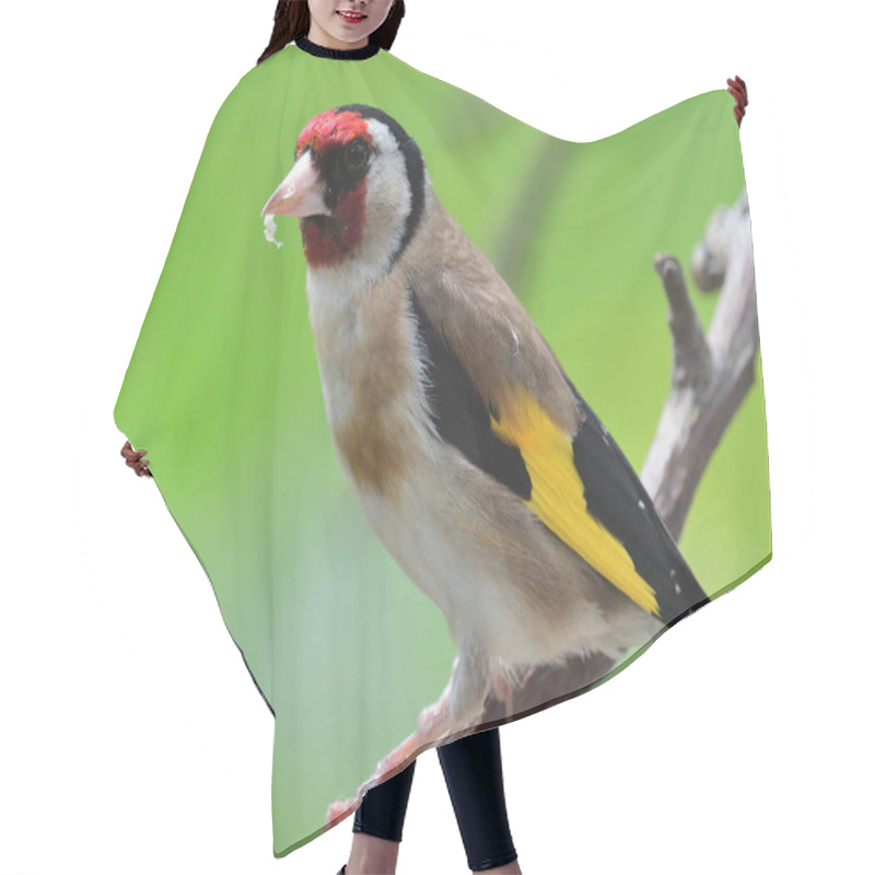 Personality  European Goldfinch (carduelis Carduelis) Hair Cutting Cape