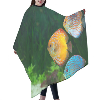 Personality  Three Bright Discus In Aquarium Hair Cutting Cape