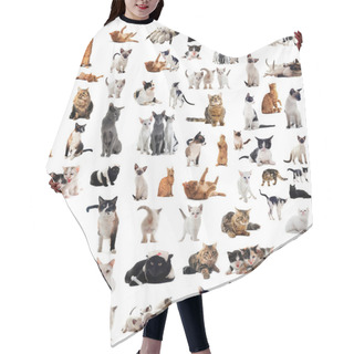 Personality  Cats In Studio Hair Cutting Cape