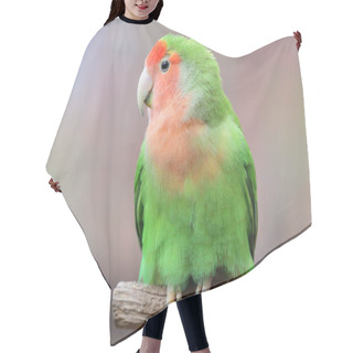Personality  Rosy-faced Lovebird (agapornis Roseicollis) Hair Cutting Cape
