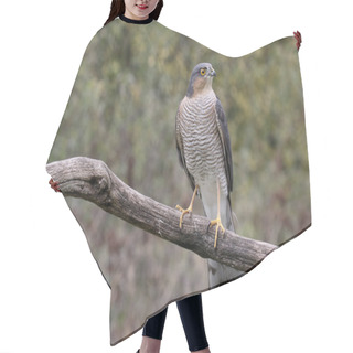 Personality  Sparrowhawk, Accipiter Nisus Hair Cutting Cape