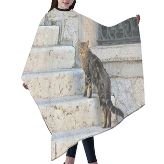 Personality  Straying Cat On The Staircase Hair Cutting Cape