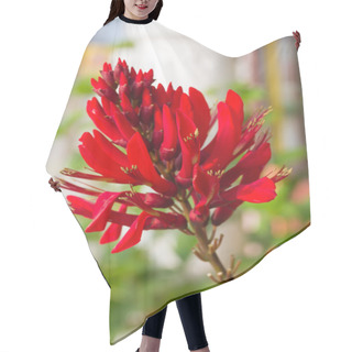 Personality  Cockspur Coral Tree Flower Or Erythrina Crita-galli L. Hair Cutting Cape