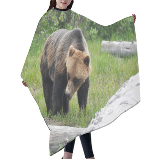 Personality  Grizzly Bear, Alaska Hair Cutting Cape