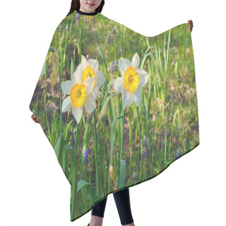 Personality  Daffodils At Easter Time On A Meadow. Yellow White Flowers Shine Against The Green Grass. Early Bloomers That Announce The Spring. Plants Photo Hair Cutting Cape