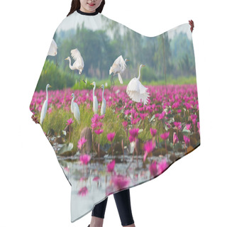 Personality  Beautiful Nature Landscape And Wild Life Of Red Lotuses Sea  Hair Cutting Cape