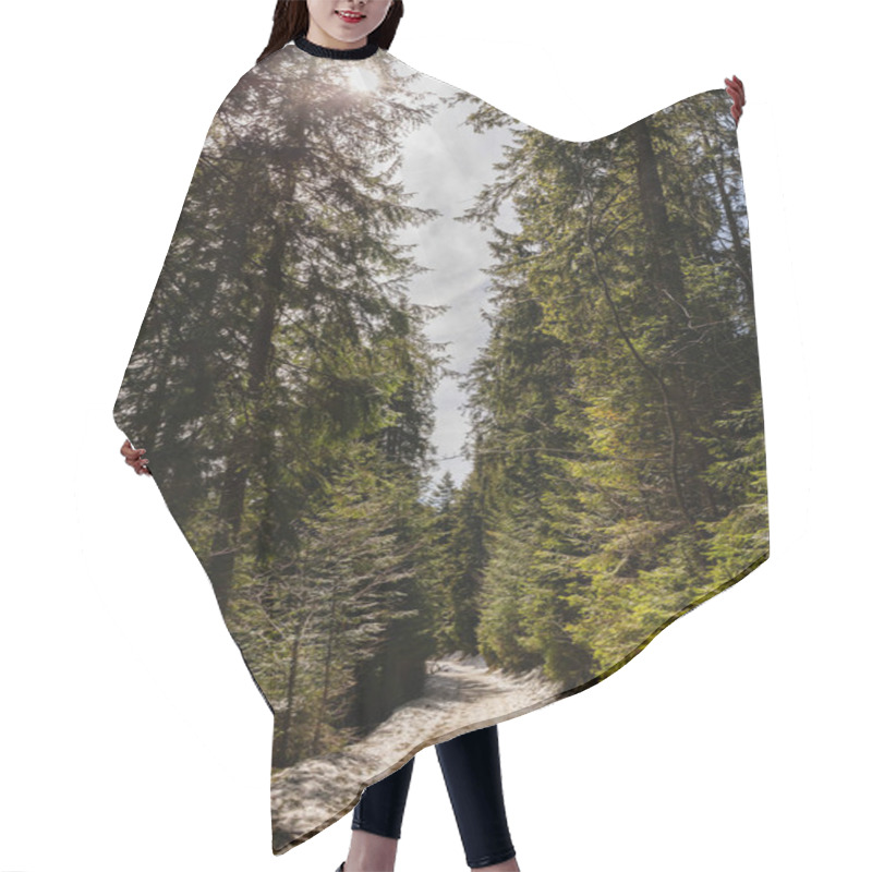 Personality  Pathway with snow in evergreen forest in spring  hair cutting cape
