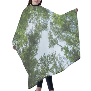 Personality  Bottom View Of Blue Sky Through Tree Branches Hair Cutting Cape