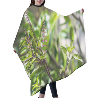 Personality  Holy Basil Tree Hair Cutting Cape