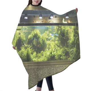 Personality  Aquascaping Of The Planted Tropical Freshwater Aquarium Hair Cutting Cape